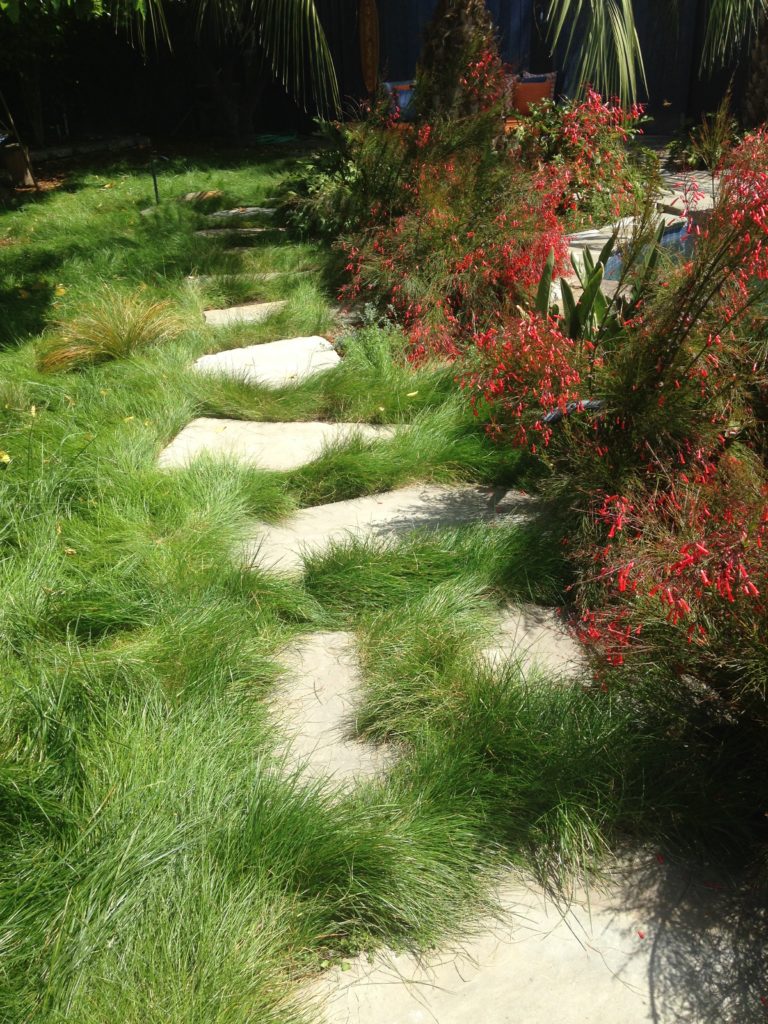 Native Low Mow Lawn with Flagstone Pathway