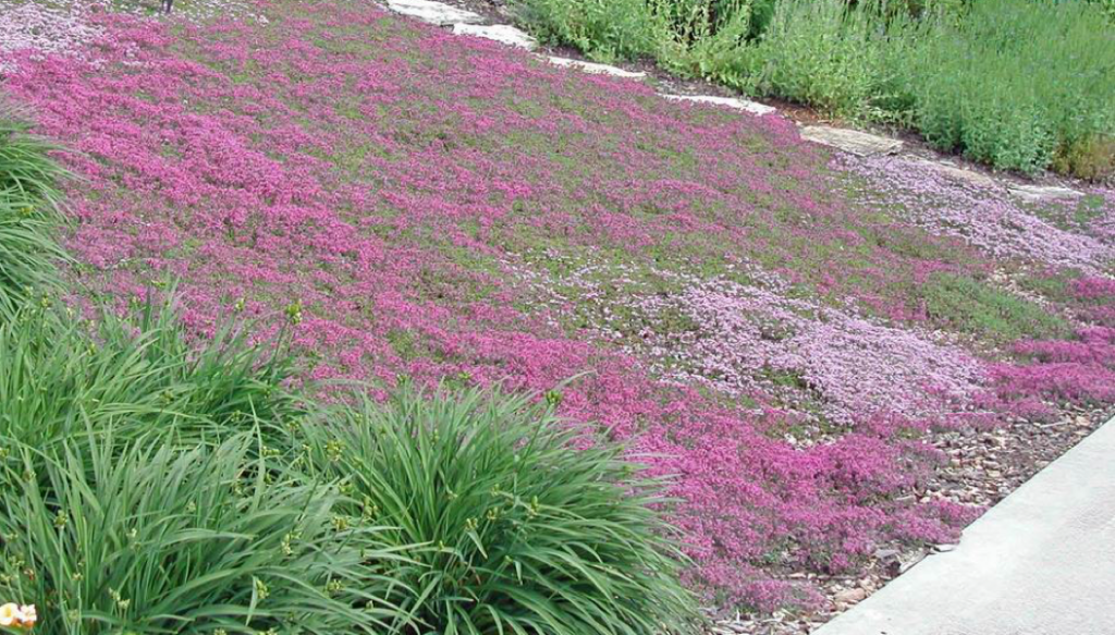 A mixture of several different types of Thyme creating a drought-tolerant lawn.