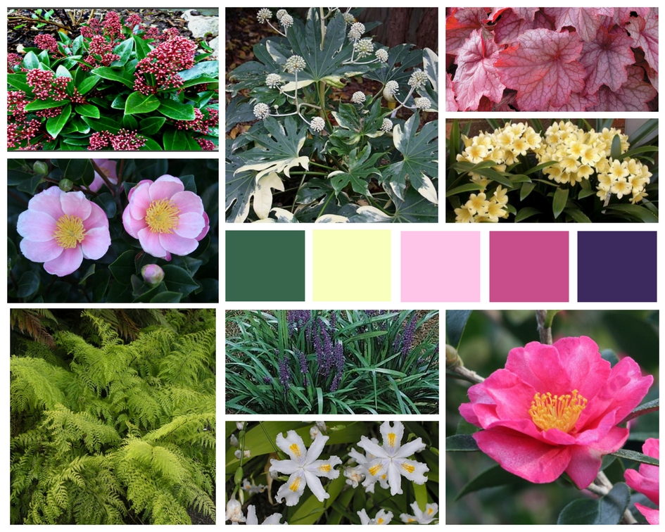 Examples of moderate-water plants for shade