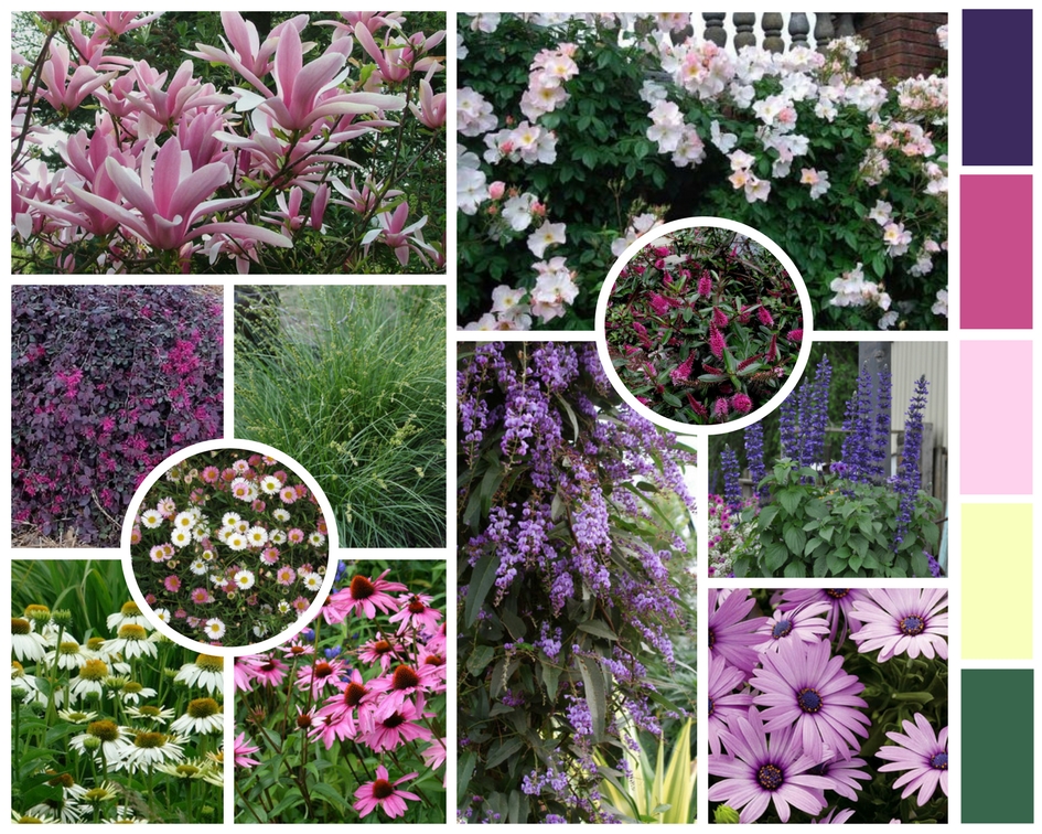 A selection of year-round blooming flowers in purples and pinks.