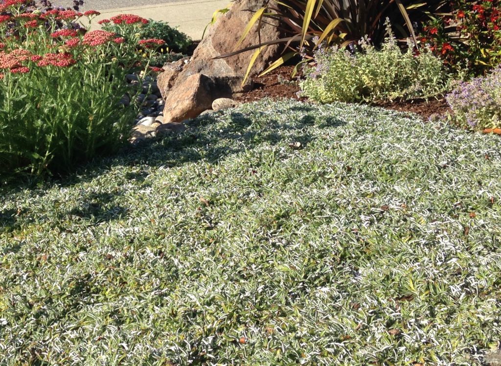 short silver carpet ground cover