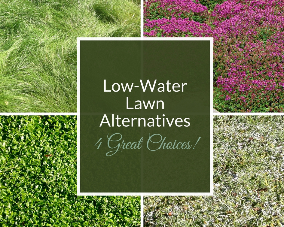 Photographs of four different low-water lawn alternatives