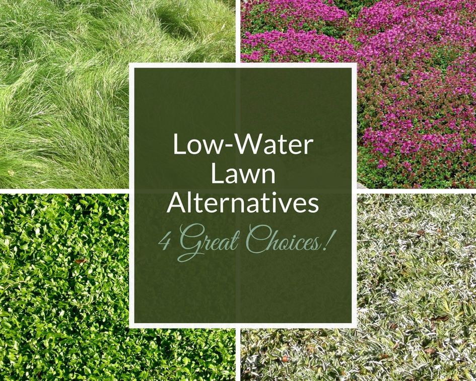 low maintenance lawn alternatives